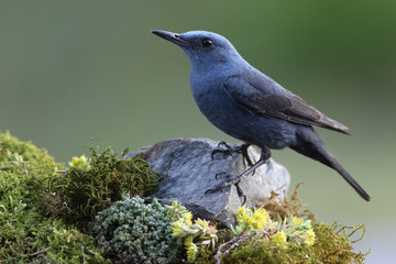 Blue rock thrush, male on the rocks