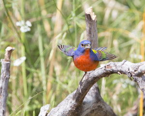 Painted Bunting