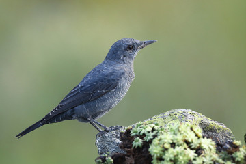 Blue rock thrush, male on the rocks