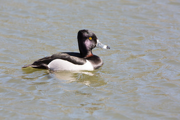 Ring-necked Duck