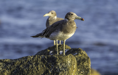 Sea Gull - Muscat, Sultanate of Oman