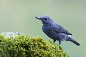 Blue rock thrush, male on the rocks