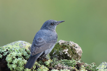 Blue rock thrush, male on the rocks