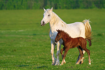 Two horses, brown foal and white mother
