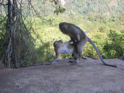 wildlife