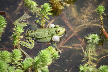 Grenouille