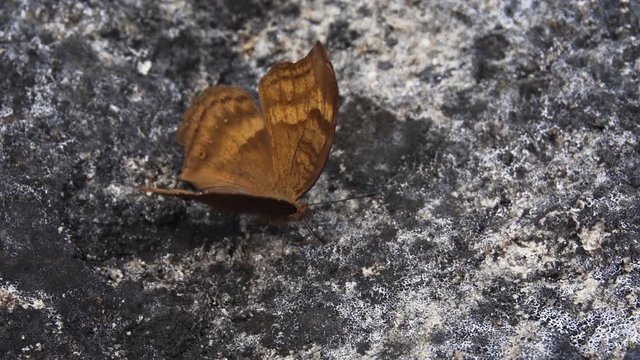 Interesting Brown Butterfly on a Rock. FullHD 1080p footage