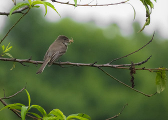 Perched Phoebe