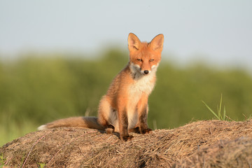 Fox