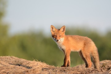 Fox