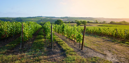 Fototapeta na wymiar Panorama dans les vigne en Anjou