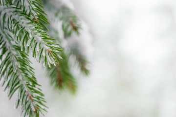 branches of coniferous tree in snow and ice