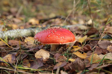 Amanita