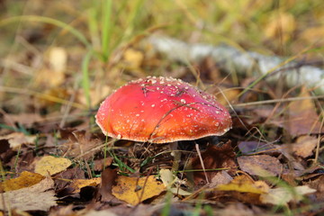 Amanita