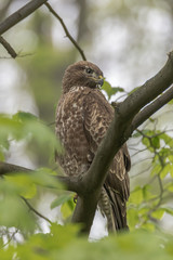 A mouse bussard sitting on a branch in the forest