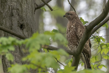 A mouse bussard sitting on a branch in the forest