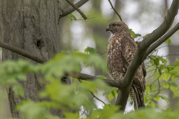 A mouse bussard sitting on a branch in the forest