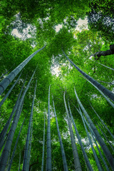 Beautiful view of the bamboo forest