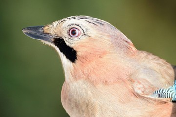 Sójka