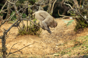 Monkeys in the wild