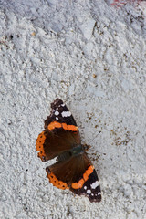 Fototapeta na wymiar Admiral Schmetterling auf einer weißen Wand