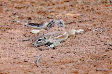 Kap Borstenhörnchen beim Sandbad