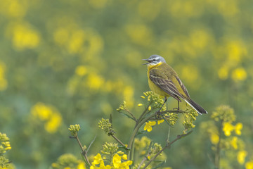 Yellow Wagtail,  Motacilla flava, Wagtail in a flowering rape field, Germany