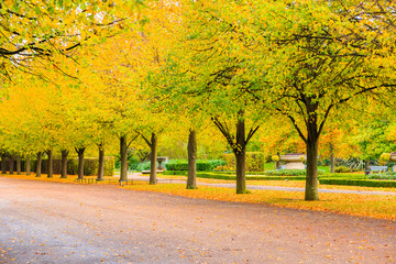 Naklejka premium Tree lined avenue in Regent's Park of London