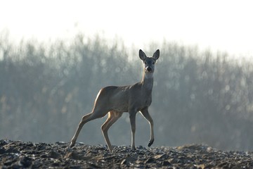 Łoś © Arkadiusz