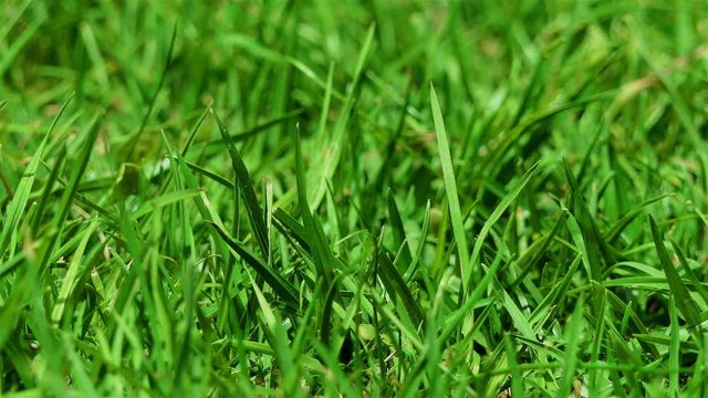 Beautiful Grass Background. Blurred Grass sway with the breeze full hd and 4k with copy space. macro grass shot. ecology concept. green planet, recycle and environment friendly background.