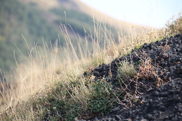Verbrannte Erde ist ein guter Nährboden oder die Auferstehung der verbrannten Natur