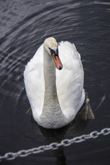 łabądź © Pawel