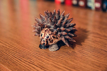Hedgehog from shells