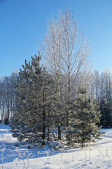 Beautiful winter landscape. Winter forest on a sunny day.