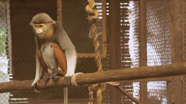 Pair of Red-shanked Douc Langur (Pygathrix nemaeus) sitting in cage.