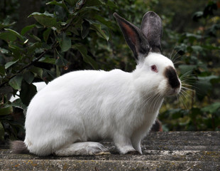 Californian breed of rabbits