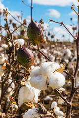 Cotton field close up of lint on open bolls at harvest time