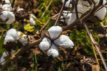 Cotton field close up of lint on open bolls at harvest time