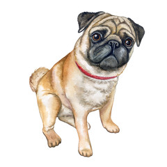 Dog pug isolated on white background. Watercolor. Illustration. Template. Image. Picture