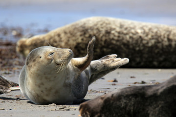 Winkende Robbe zwischen Artgenossen
