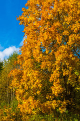 Autumn maple with orange leaves
