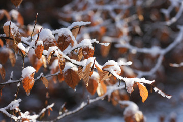 snow lying on the last, dry leaves that have not fallen from the tree