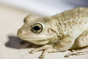frog closeup