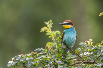 Merops apiaster shining colors sitting on a branch on a green background,European bee-eater