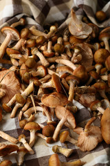 Forest mushrooms