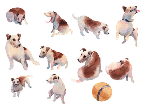 JackRussel terier dog collection hand drawing watercolor