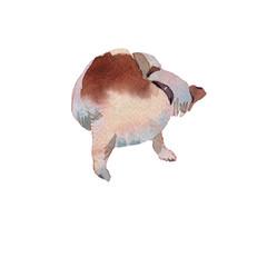 Fototapeta premium JackRussel terier dog puppy hand drawing watercolor