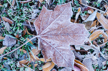 Frost on Leaves