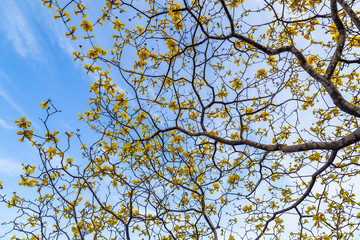 Trees of guayacán