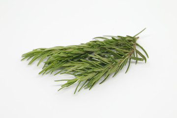 Rosemary on white background